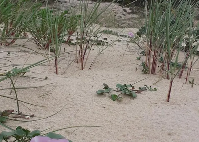 Διαμέρισμα Cosy Moliets-et-Maa